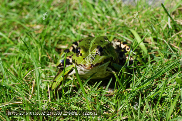 青蛙-匯圖網(wǎng) www.fosd68.com 青蛙