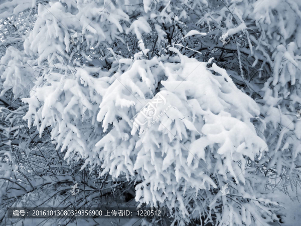 積雪