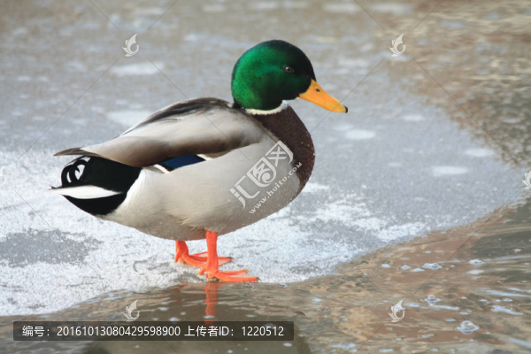 鴨子在冰