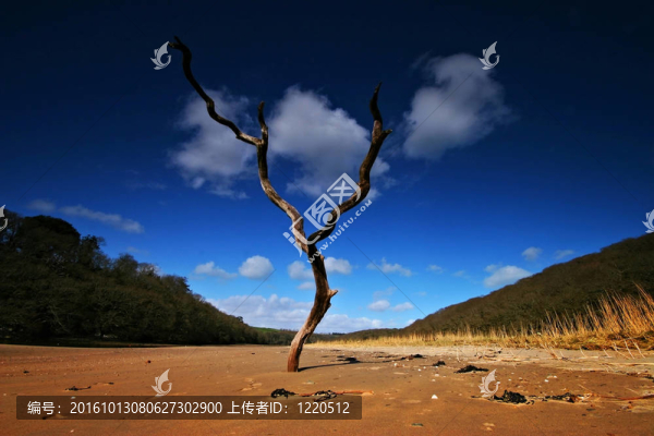 在沙灘上死樹(shù)在河口的銀行