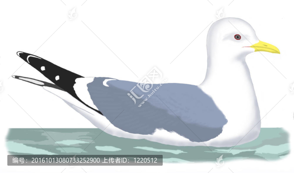 海鷗