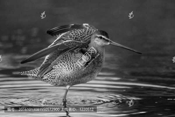 長喙Dowitcher