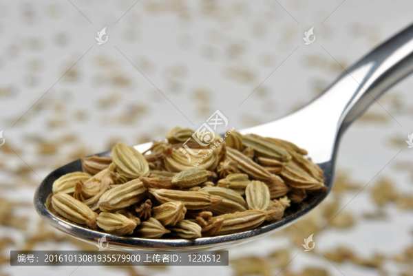 一些有機(jī)香菜種子和白色背景
