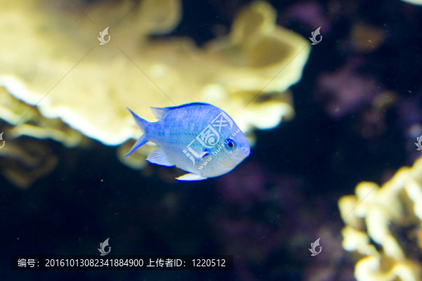 一種奇特的魚游泳