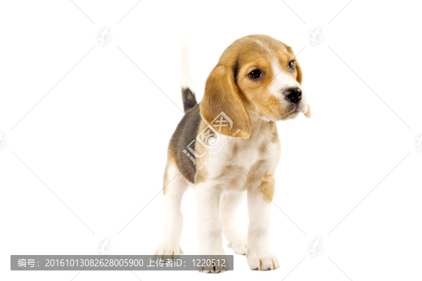 在白色的背景前的比格犬