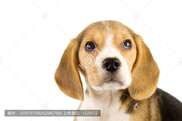 小獵犬的小狗