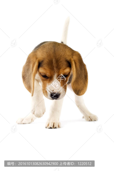 可愛的小獵犬的小狗