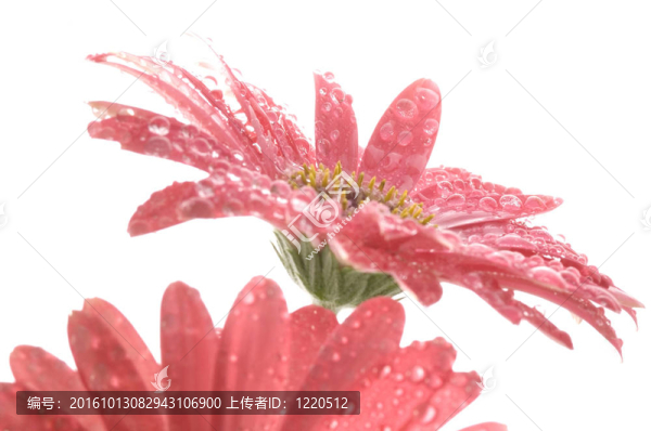 春天的花朵