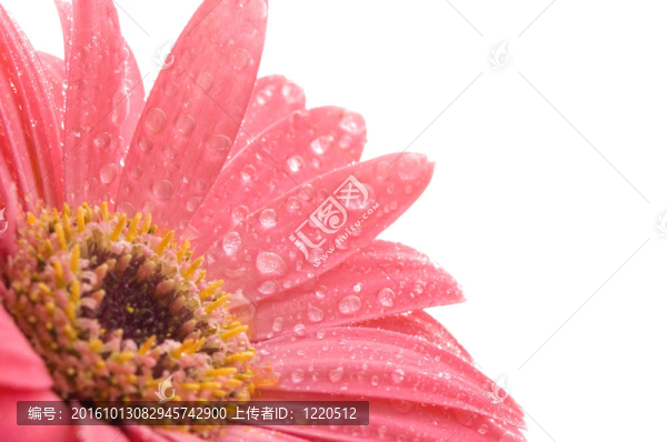 春天的花朵