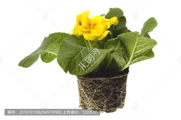 帶根系統(tǒng)的春季花卉