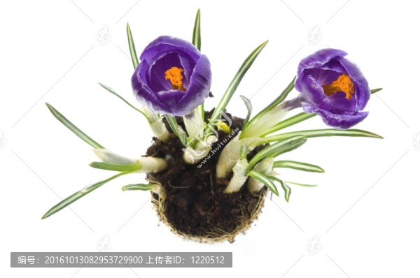 帶根系統(tǒng)的春季花卉