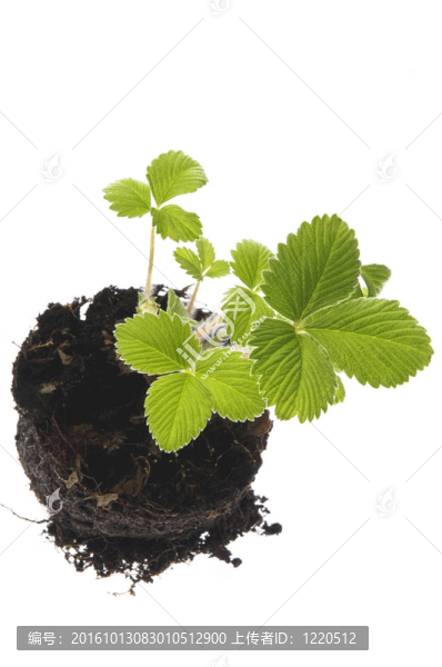 彈簧廠。草莓