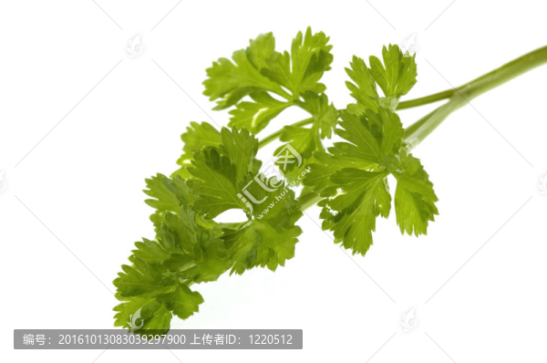 新鮮的香草。西芹