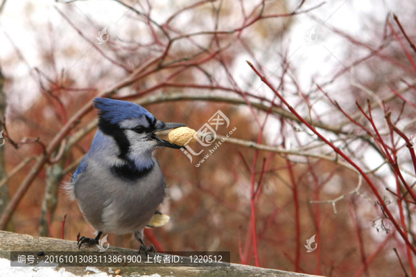 藍鳥