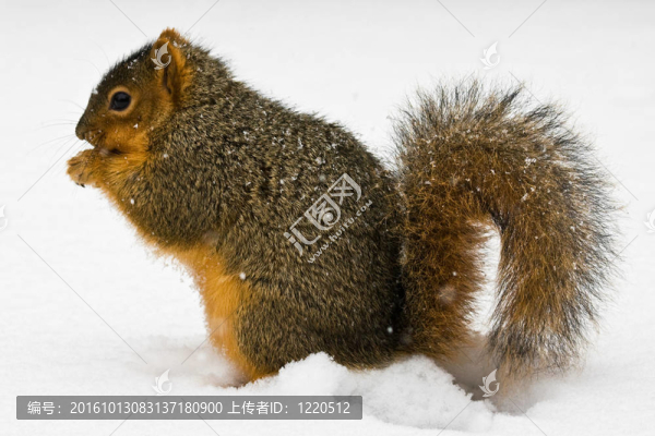 狐貍松鼠在雪地里吃堅果