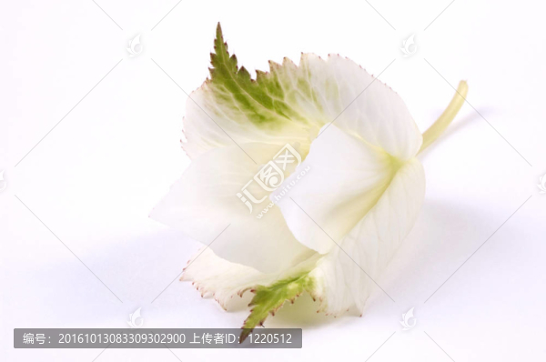 秋海棠