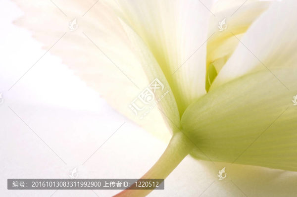 秋海棠