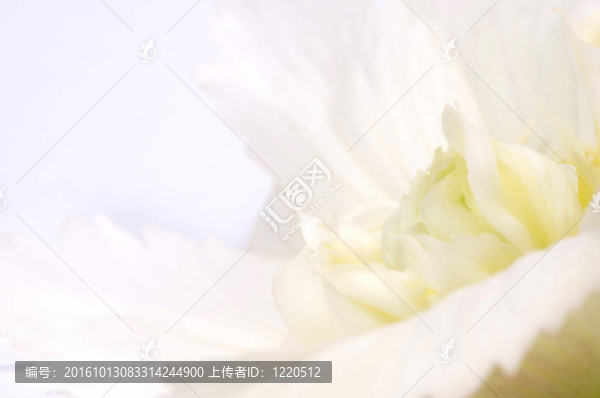 秋海棠