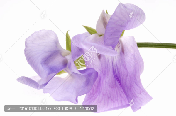 豆。花