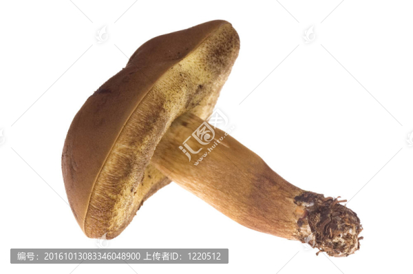 野生蘑菇。分離