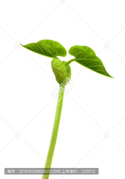小廠