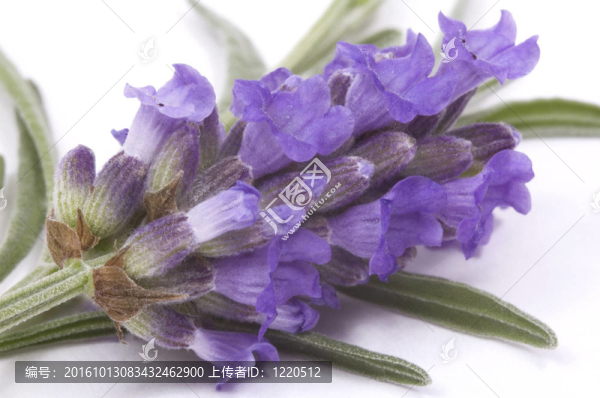 薰衣草