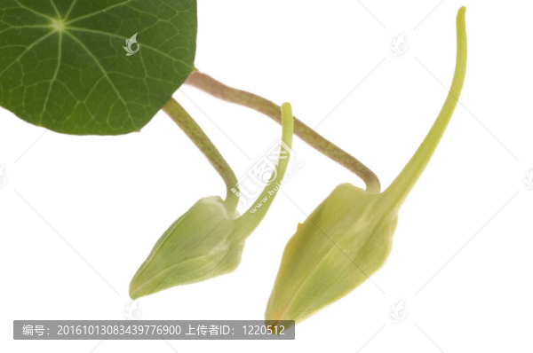 旱金蓮