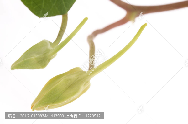 旱金蓮