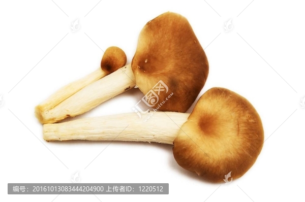 生菇群。