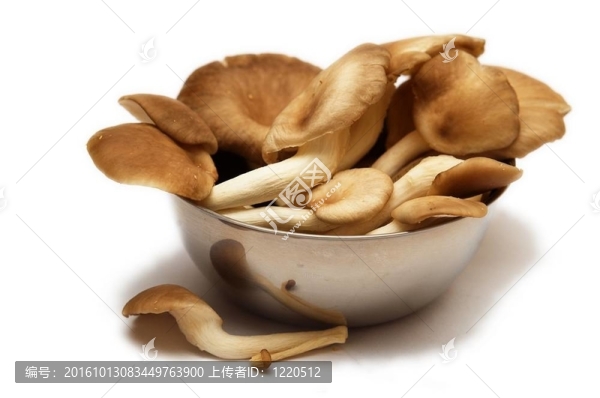 生菇群。