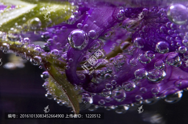 花；水；氣泡