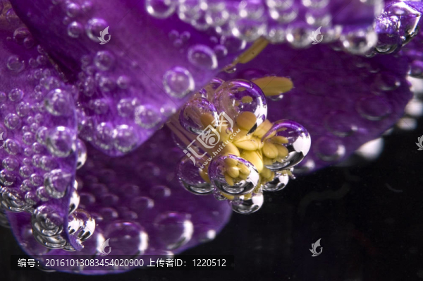 花；水；氣泡