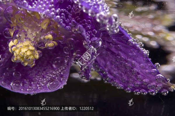 花；水；氣泡