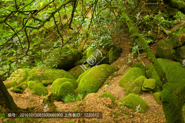 布列塔尼地區(qū)深林；法國(guó)