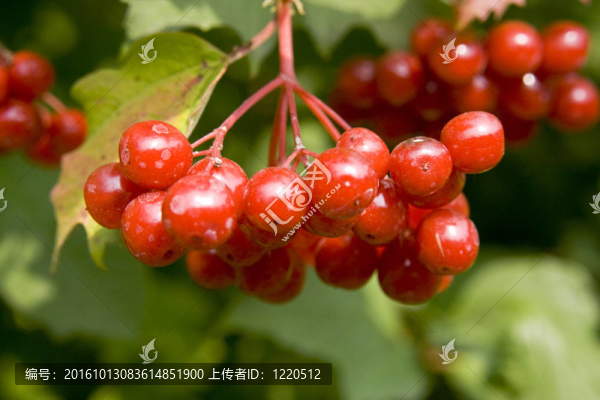紅色莓果莢到布什了