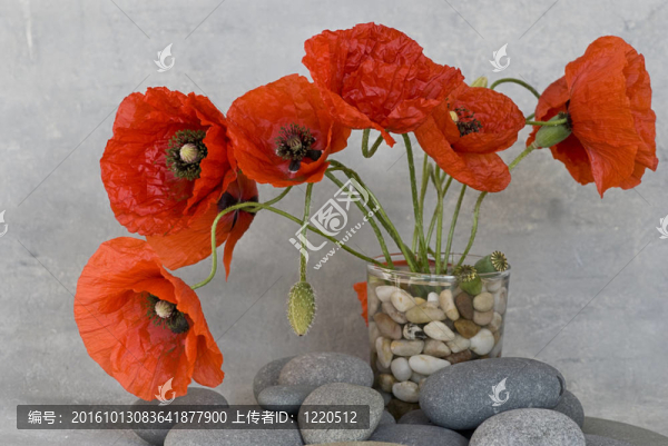 紅色的罌粟花