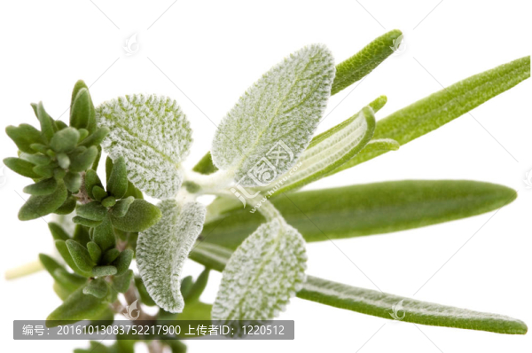 香草和香料。迷迭香；丹參