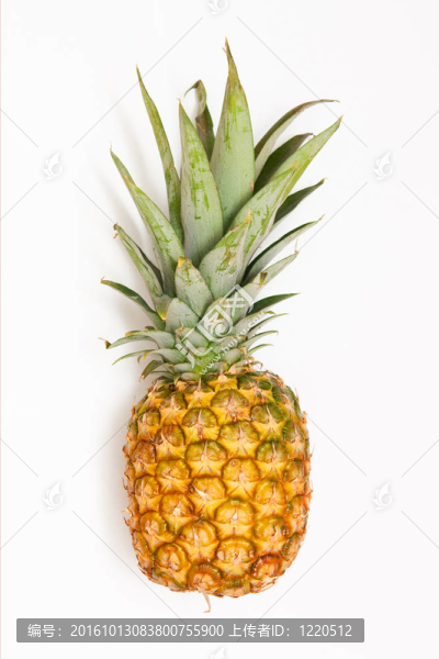 菠蘿