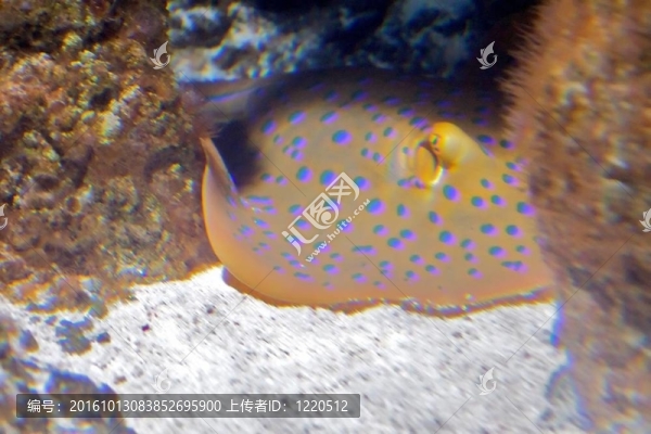 的藍(lán)斑條尾魟；Taeniura,lymma；是家庭中的一種常見的黃貂魚科；在珊瑚礁。這種射線是由橢圓