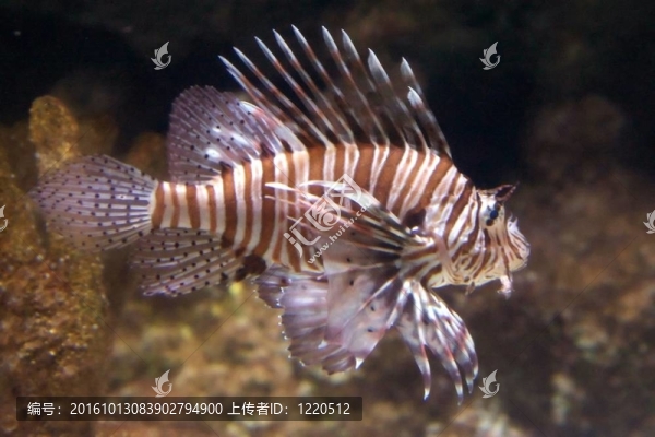 紅獅子魚（魔鬼蓑鲉）有毒的珊瑚礁魚身著白色條紋相間的栗色或褐色；紅色。魚的肉質(zhì)觸角伸出從眼睛上方，