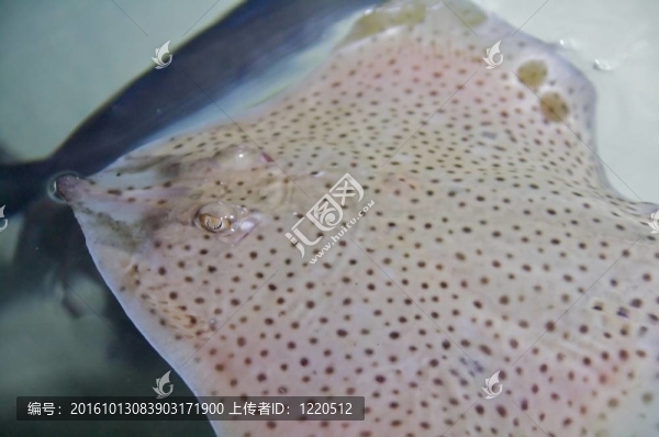 魟（Urolophus,spp.）
