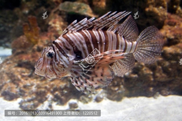 紅獅子魚（魔鬼蓑鲉）有毒的珊瑚礁魚身著白色條紋相間的栗色或褐色；紅色。魚的肉質(zhì)觸角伸出從眼睛上方，