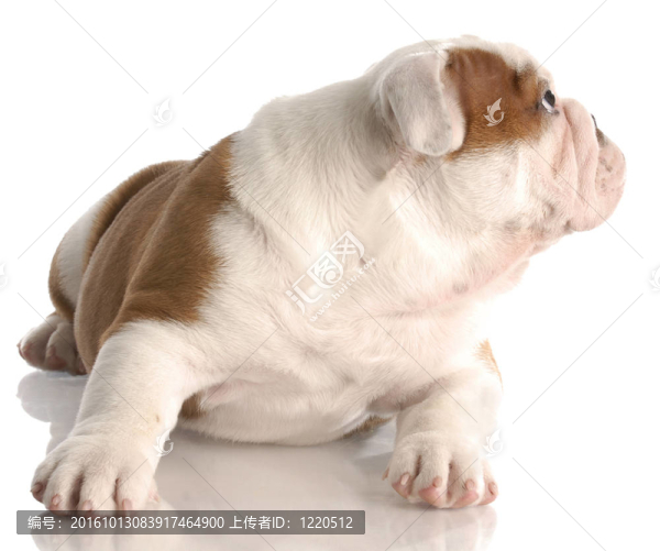 九周大的紅色和白色的英國(guó)斗牛犬的小狗看著旁邊