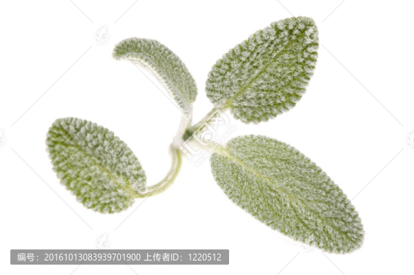 撒爾維亞葉