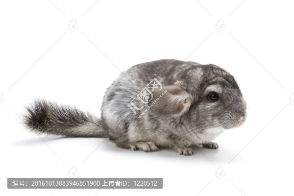 龍貓