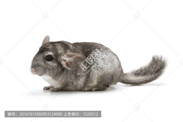 龍貓