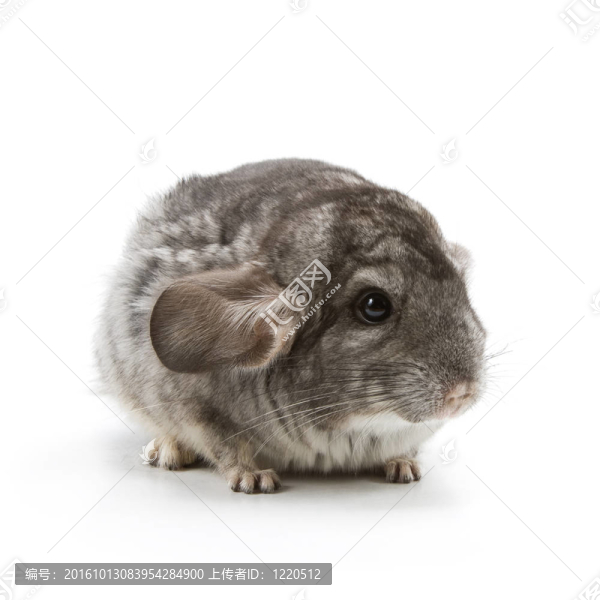 龍貓