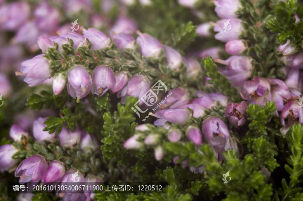 希瑟