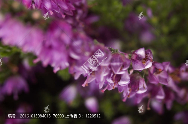 希瑟
