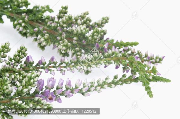 希瑟